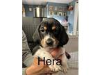 Adopt Pattypup5 (Hera) a Beagle