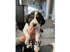 Adopt Pattypup7 (Rey) a Beagle