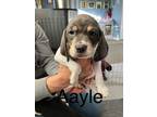 Adopt Pattypup6 (Aayle) a Beagle