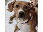 Adopt Stavia a Mixed Breed
