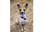 Adopt Pippa a Wirehaired Terrier