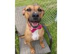 Adopt Melon a Pit Bull Terrier