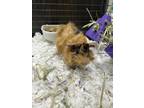 Adopt COCO LOCO a Guinea Pig