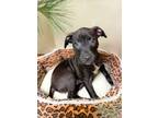 Adopt Denali a Pit Bull Terrier, Mixed Breed