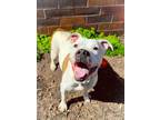 Adopt Sasha a Pit Bull Terrier, Mixed Breed