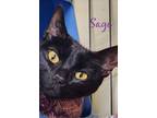 Adopt SAGE a Domestic Short Hair