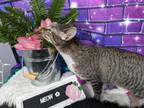 Adopt Mozz a Domestic Short Hair