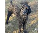 Adopt Camille a Standard Poodle