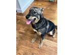 Adopt Leah a German Shepherd Dog