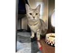 Adopt Ponderosa a Domestic Short Hair