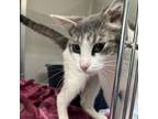 Adopt RNA a Domestic Short Hair