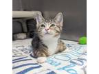 Adopt Smarty a Domestic Short Hair