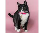 Adopt ALLIE a Domestic Short Hair