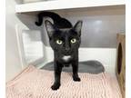 Adopt BELLA a Domestic Short Hair