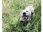 Adopt PEPPA a Pit Bull Terrier