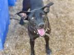 Adopt CLIPPY a Labrador Retriever, Mixed Breed