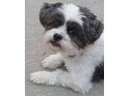 Adopt Sukie a Lhasa Apso