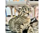 Adopt Omelette a Domestic Short Hair