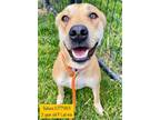 Adopt Sakura a Labrador Retriever, Hound