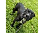 Adopt Jules a Pit Bull Terrier, Mixed Breed
