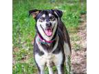 Adopt Jasmine a Labrador Retriever, Husky