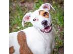 Adopt Nala a Labrador Retriever, Black Mouth Cur