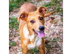 Adopt Billie Jean a Catahoula Leopard Dog, Feist