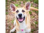Adopt Roselicious a Shepherd, Cattle Dog
