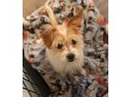 Adopt Harlie a Cairn Terrier, Wirehaired Terrier