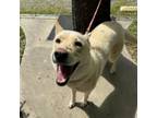 Adopt Dixie a White German Shepherd, Husky