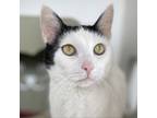 Adopt Precious a Domestic Short Hair