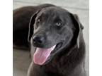 Adopt Clara a Labrador Retriever