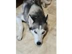 Adopt Sarah a Husky