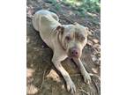 Adopt Mona a Shar-Pei, Mixed Breed