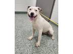 Adopt COCO a Pit Bull Terrier, Mixed Breed