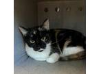 Adopt CALLIE a Domestic Short Hair