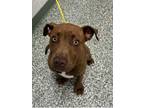 Adopt MILLIE a Pit Bull Terrier, Mixed Breed