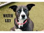 Adopt Water Lily a Husky