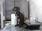 Adopt BISCOTTI a Labrador Retriever, Mixed Breed