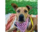 Adopt Eclipse a Mixed Breed