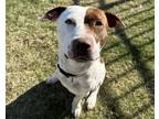 Adopt STELLA a American Staffordshire Terrier, Mixed Breed
