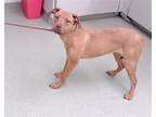 Adopt DIXIE a Labrador Retriever, Mixed Breed