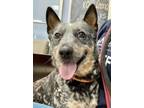 Adopt Rosie a Australian Cattle Dog / Blue Heeler, Mixed Breed