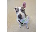 Adopt Harmony a Pit Bull Terrier, Mixed Breed