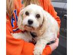 Adopt Barbie a Cavalier King Charles Spaniel, Bichon Frise