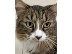 Adopt Gigi a Domestic Long Hair