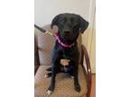 Adopt Poppy a Labrador Retriever