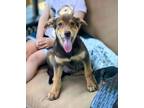 Adopt Binx's Jazzy a Terrier, Hound