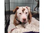 Adopt Opal a American Staffordshire Terrier