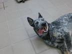 Adopt CHARLEE a Australian Cattle Dog / Blue Heeler, Mixed Breed
